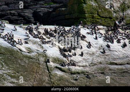 Guillemot auf einem weißen, mit Guano verkrusteten Felsen bei Sumburgh Head in South Shetland, Großbritannien - aufgenommen an einem sonnigen Frühlingstag Stockfoto