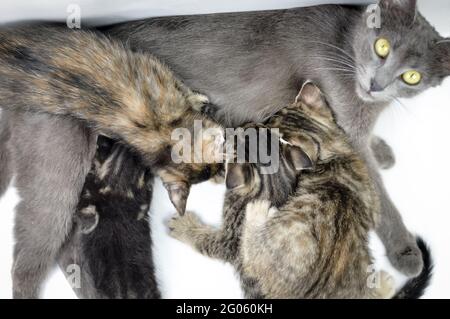 Porträt einer grauen Katzenmutter, die vier Kätzchen auf weißem Hintergrund stillt, geringer Tiefenfokus, Nahaufnahme Stockfoto