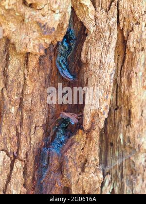 Der starke, feste Stamm eines australischen Kaugummibaums, Eucalyptus Robusta, mit sap, der gerne in sumpfigen Böden an der Ostküste wächst Stockfoto