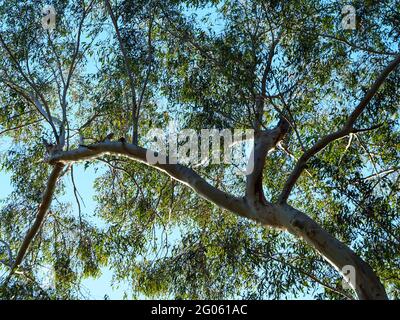 Blick in die Baumkrone durch die silbernen weißen Gummistämme und Zweige, zu den grünen Eukalyptusblättern zum blauen Himmel über Australien Stockfoto