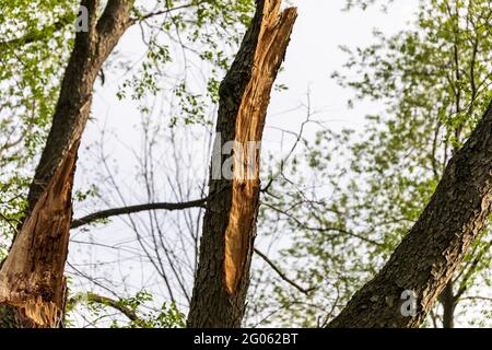 Ein beschädigter Baumstamm nach einem Frühlingssturm in einem öffentlichen Park Stockfoto