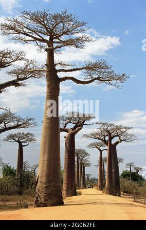 Avenue der Baobab Bäume in Madagaskar Stockfoto