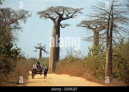 Avenue der Baobab Bäume in Madagaskar Stockfoto