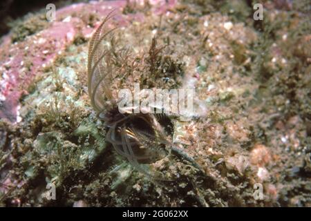 Eine Eichelnadel (Semibalanus balanoides), die Tentakeln füttert, erweitert, Großbritannien. Stockfoto