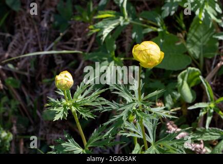 Trollius europaeus der Globeflower leuchtend gelbe, kugelförmige Blüten auf der Frühlingswiese. Mehrjährige Blütenpflanze der Familie der Ranunculaceae. Stockfoto