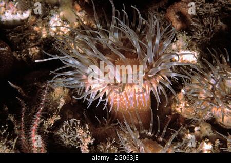 Eine Seeanemone (Sagartia elegans) in Küstengewässern, Großbritannien. Stockfoto