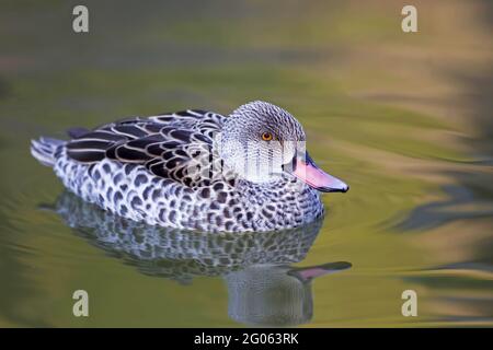 Eine Rotschnabel-Ente, Anas erythrorhyncha, ruht auf dem Wasser Stockfoto