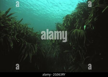 Kelp-Baumkronen (Laminaria hyperborea) in schottischen Küstengewässern, Großbritannien. Stockfoto