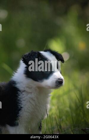 Selektive Fokusaufnahme eines entzückenden schwarz-weißen Border Collie Welpen Stockfoto