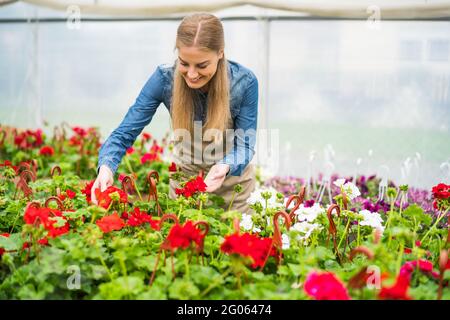 Frau arbeitet in einem Gewächshaus für kleine Unternehmen. Sie untersucht Pflanzen. Unternehmerin. Stockfoto