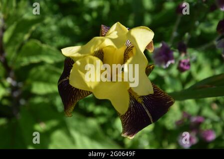 Iris Blume Stockfoto