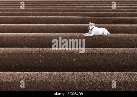 Jack russel Terrier zwischen den Bodenreihen vor dem Pflanzen auf gepflügt Landwirtschaftliche Felder für die Pflanzung von Pflanzen im Frühjahr vorbereitet Stockfoto