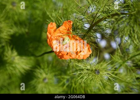 Orangenmohn im Garten Stockfoto