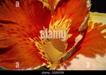 Nahaufnahme einer blühenden Canna 'Yellow King Humbert' Blume Stockfoto