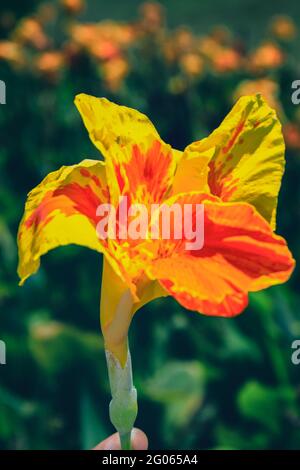 Vertikale Aufnahme einer blühenden Canna 'Yellow King Humbert' Blume Stockfoto