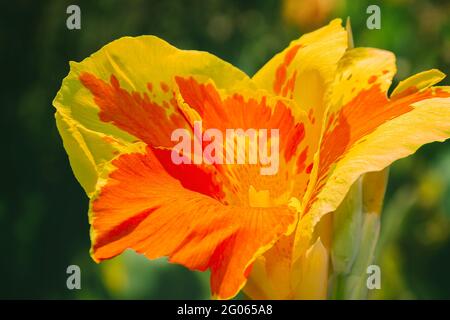 Nahaufnahme einer blühenden Canna 'Yellow King Humbert' Blume Stockfoto
