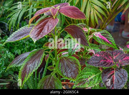 Pflanze Coleus oder Mantel kurz nach dem Regen Stockfoto