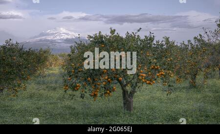 Ausbruch des Ätna-Vulkans von Adrano aus gesehen, Catania, Nationalpark Ätna, UNESCO, Weltkulturerbe, Sizilien, Italien, Europa Stockfoto