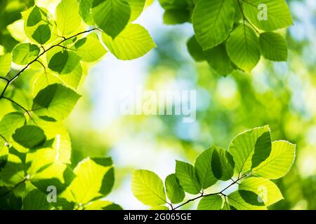 Nahaufnahme Natur Blick auf grüne Buche Blatt auf Frühlingszweige auf verschwommenem Hintergrund im Wald. Copyspace machen Verwendung als natürliche grüne Pflanzen und Ökologie Hintergrund Stockfoto