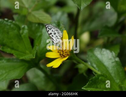 Eine gebogene gelbe Blume und ein Nektar, der den gewöhnlichen Pierrot-Schmetterling von ihr nährt Stockfoto