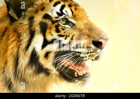 Schönes wütendes Gesicht des Königlich-Bengalen Tigers, Panthera Tigris, Westbengalen, Indien - getöntes Bild. Es ist die größte Katzenart und bedrohte, Arten. Stockfoto