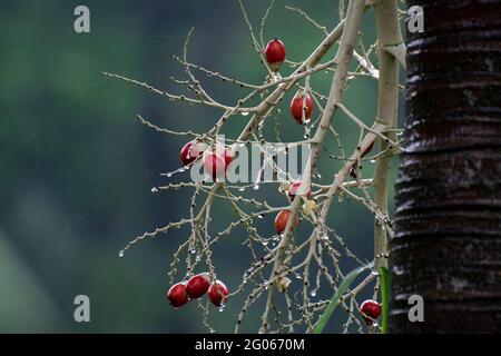 Regentropfen auf roten Früchten - Monsun Stockbild mit grünem Hintergrund, indische Regenzeit. Stockfoto