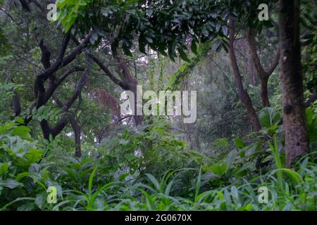 Ein Wald in der Regenzeit, Monsun Stock Bild, Indien Stockfoto
