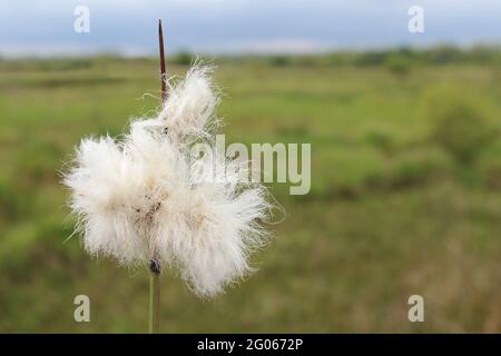 Gewöhnliches Baumwollgras Eriophorum angustifolium Stockfoto