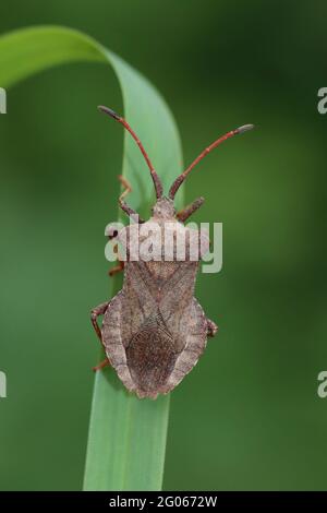 Coreus marginatus Dock Bug Stockfoto