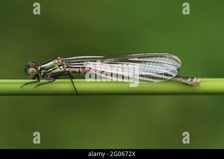 Große rote Damselfliege (Pyrrhosoma nymphula) weiblich - melanotum Form Stockfoto