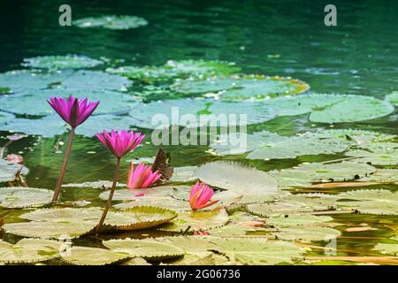 Nymphaea nouchali oder Nymphaea stellata, die gemeinsame Bezeichnung rote Seerose, ist eine Seerose der Gattung Nymphaea. Sie ist in Süd- und Ostasien beheimatet. Stockfoto