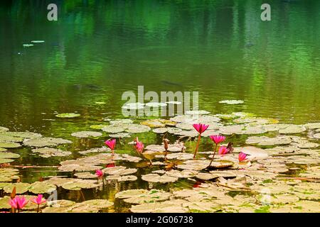 Nymphaea nouchali oder Nymphaea stellata, die gemeinsame Bezeichnung rote Seerose, ist eine Seerose der Gattung Nymphaea. Sie ist in Süd- und Ostasien beheimatet. Stockfoto