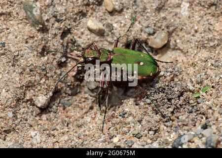 Grüne Sandlaufkäfer Cicindela campestris Stockfoto