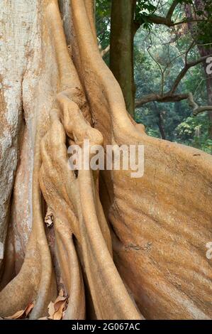 Wurzel eines Baumes, Natur Hintergrund Stock shot Stockfoto