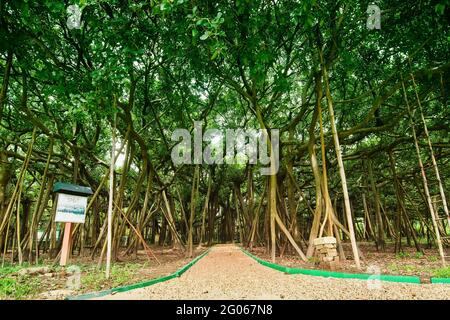 Das Great Banyan ist ein banyan-Baum (Ficus benghalensis) im indischen Botanischen Garten Acharya Jagadish Chandra Bose, Howrah, Westbengalen. Stockfoto