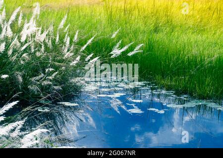 Kans Gras , Saccharum Spontaneum und Wasser Reflexion des Himmels, Kalkutta, West Bengalen, Indien - einladende Herbst in der Stadt. Stockfoto