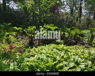 Wunderschöne üppige Frühlingsblätter an sonnigen Tagen, einschließlich Gunnera- und Hostablätter Stockfoto