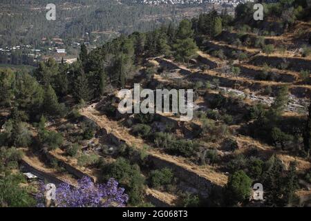 Alte Landwirtschaft, Blick auf Terrassen an den Hängen der Judäischen Hügel von den alten Israeliten gebaut, um zu verlangsamen fließendes Regenwasser Bodenerosion zu stoppen. Stockfoto