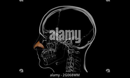 Anatomie des menschlichen Skeletts Nasale Knorpel 3D-Illustration Stockfoto