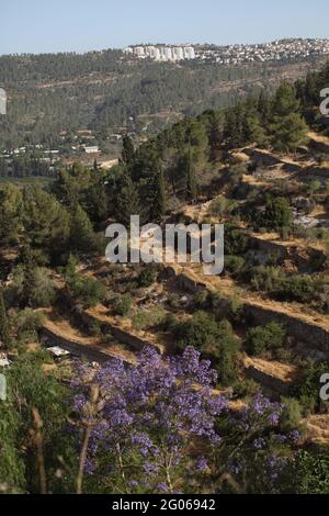 Alte Landwirtschaft, Blick auf Terrassen an den Hängen der Judäischen Hügel von den alten Israeliten gebaut, um zu verlangsamen fließendes Regenwasser Bodenerosion zu stoppen. Stockfoto