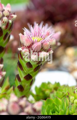 Vertikale Makroaufnahme eines Sempervivums in der Blüte, das aus der Hauptpflanze herausschoss, wunderschönes rosa Laub, selektiver Fokus, verschwommener Hintergrund-Kopie Stockfoto