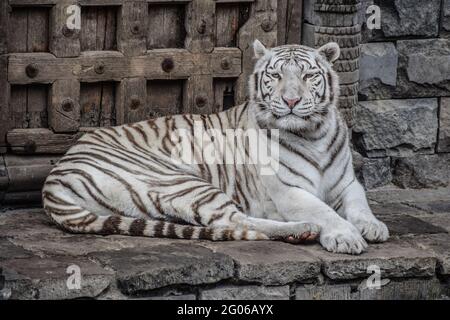 Ein weißer bengalischer Tiger (Panthera Tigris Tigris), der sich hinlegt, während er in die Kamera blickt Stockfoto