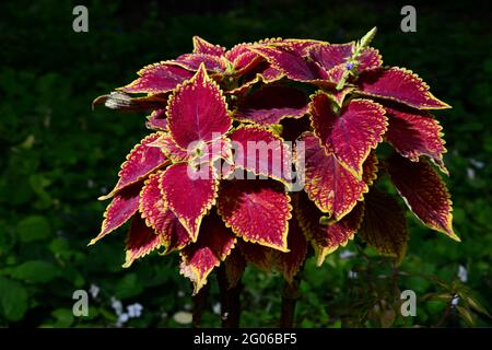 Draufsicht auf Coleus buschige, holzige immergrüne, mehrjährige dekorative Blütenpflanze mit dunkelroten Blättern, die zur Familie der Labiatae gehört. Stockfoto