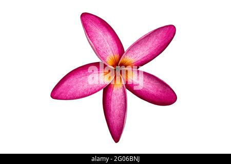 Blühende rote Frangipani Blume isoliert auf weißem Hintergrund mit Clipping Pfad Stockfoto