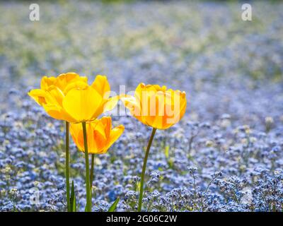 Drei gelbe Gartentulpen oder Tulipa gesneriana, die Didier-Tulpe mit Myosotis sylvatica, das Holz Vergiss mich nicht im Hintergrund. Stockfoto