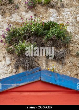 Detail eines kleinen Fleckens blühender Pflanzen, die direkt von der Kreidefelsen über einer hell bemalten Strandhütte wachsen. Stockfoto