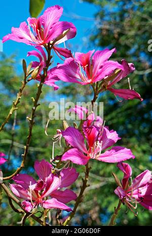 Rosa Orchideenbaumblumen (Bauhinia blakeana) Stockfoto