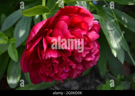 Paeonia Officinalis Rubra Plena, Red Peony, Cambridge, Großbritannien, rein schöner und friedlicher Blumenraum Stockfoto