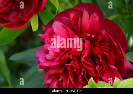 Paeonia Officinalis Rubra Plena, Cambridge, Großbritannien, rein schöner und friedlicher Blumenraum Stockfoto