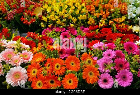 Blumen auf dem Marktplatz in Ipanema Nachbarschaft Stockfoto